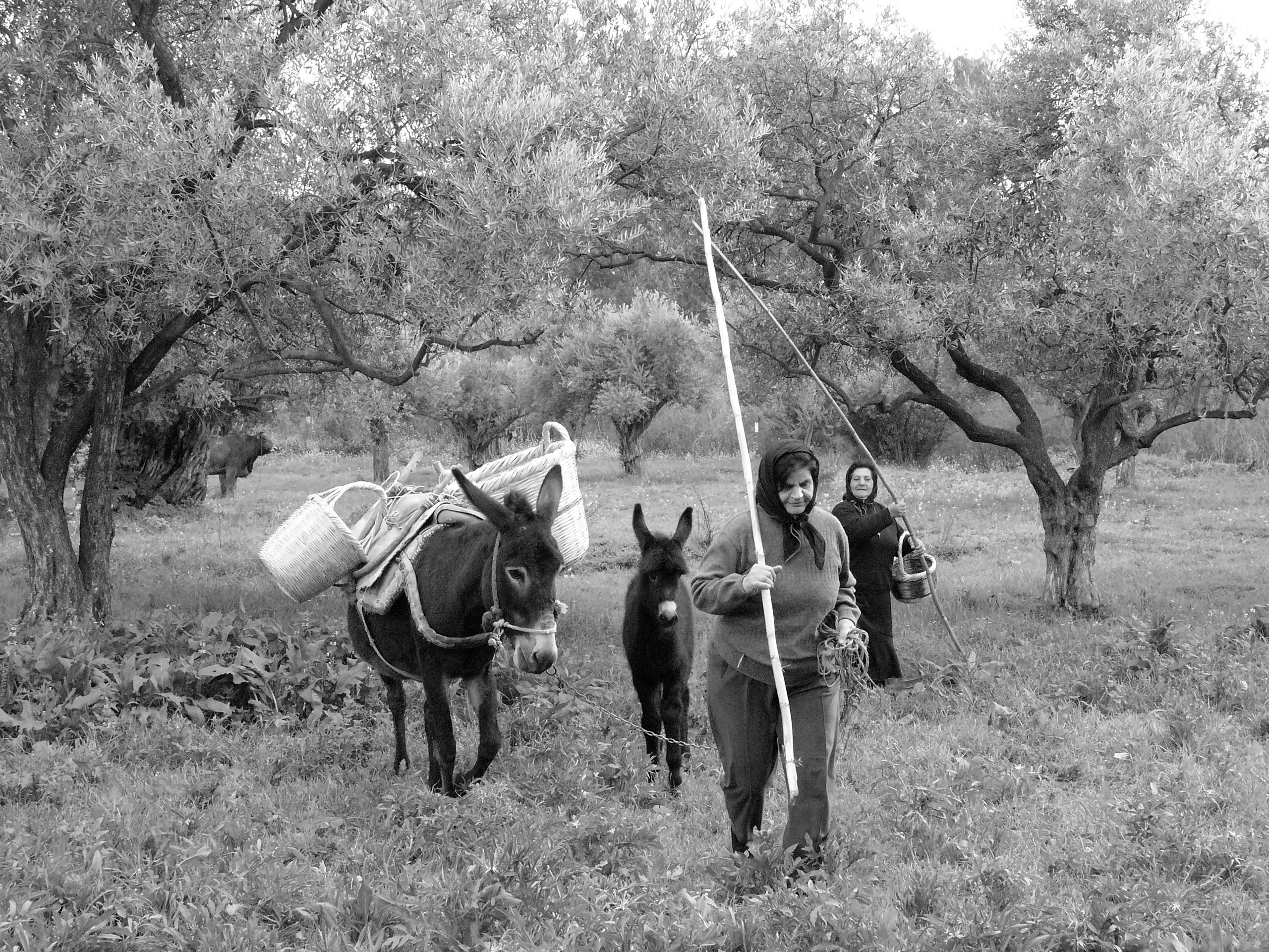 The olive tree and olive oil of Cyprus